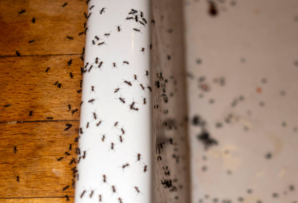 Best Pest Control Near Me  in Clinton, IA
