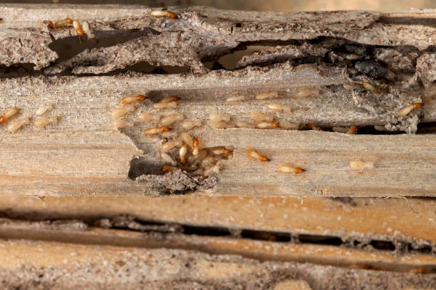 Best Exterminator Services  in Clinton, IA